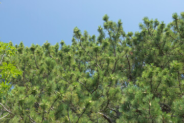 Green needles of a mountain pine in a large plan, growing in the mountains of Crimea.