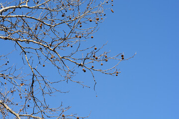 London plane beanches with seeds and buds