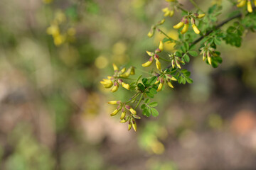 Vetch-like coronilla flower buds