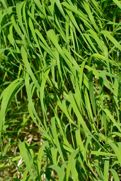Heath false brome leaves