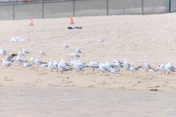 A Peaceful Gathering of Seagulls on the Sandy Shore