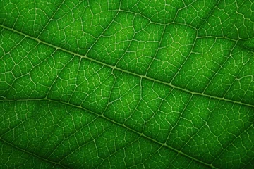 Fotobehang Groen Green leaf background texture