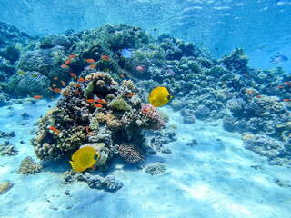 Fototapeta na wymiar Bluecheek butterflyfish (Chaetodon semilarvatus) at the Red Sea coral reef..
