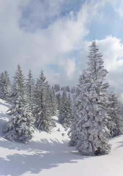 View of forest trees in winter with snow on the Bavarian Alps in Bavaria, Germany.