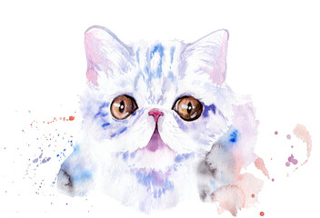 watercolor drawing of a cat drawn by hand - Exotic Shorthair cat.