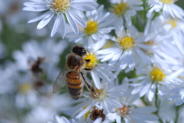 astro, ape,fiore,natura,polline