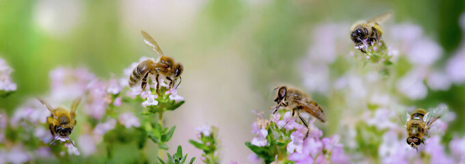 closeup on a honey bee collecting pollen on flowers of thyme in