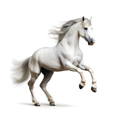 Obraz na płótnie Canvas Beautiful white horse on white backgrounds
