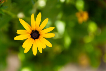 One chamomile flower with yellow petals close-up on a background of green vegetation.