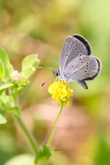 Small blue butterfly - Cupido minimus