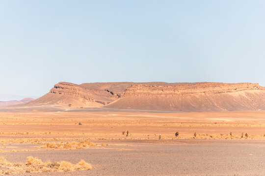 View of camels across the plateau and valley near the Sahara desert in Errachidia Province, Morocco.