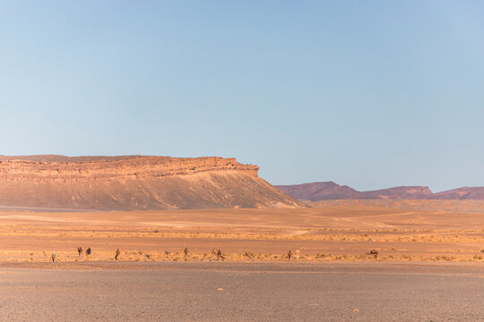 View of camels across the plateau and valley near the Sahara desert in Errachidia Province, Morocco.