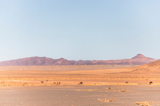 View of camels across the plateau and valley near the Sahara desert in Errachidia Province, Morocco.