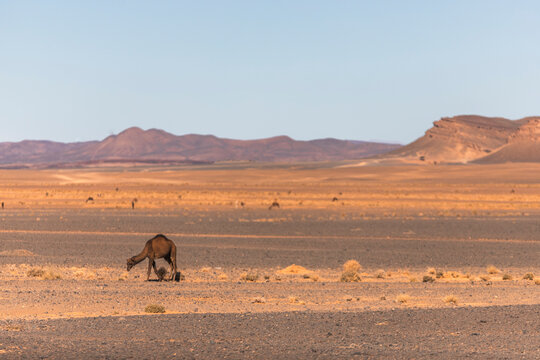 View of camels across the plateau and valley near the Sahara desert in Errachidia Province, Morocco.