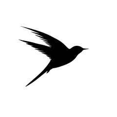 a black bird with long tail - obrazy, fototapety, plakaty