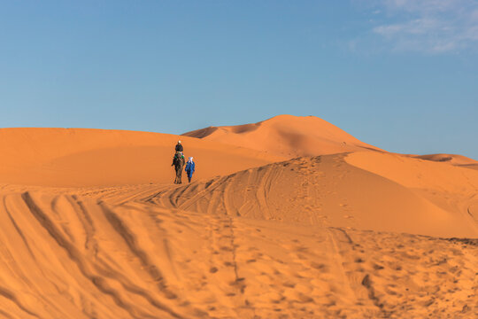 View of a berber bedouin walking across the Sahara Desert with a camel in Merzouga, Morocco.