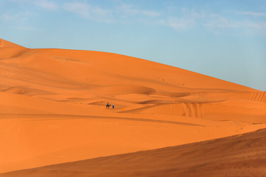 View of a berber bedouin walking across the Sahara Desert with a camel in Merzouga, Morocco.