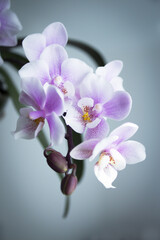 Fototapeta na wymiar White and purple toy orchid flowers