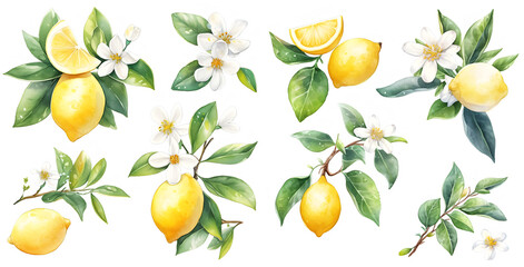 Watercolor lemon clipart for graphic resources