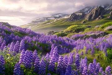Wild lupines paint hillsides in purple