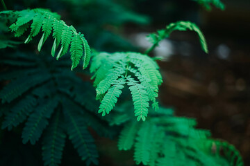fern leaf in the forest