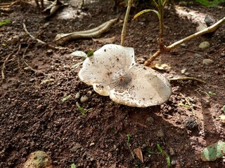 mushrooms in the forest