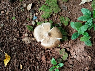 mushrooms on the tree