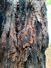 tree trunks that have become brittle and dry