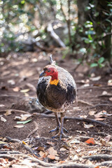 A Majestic Australian Brushturkey in Natural Habitat
