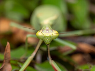 Praying mantis on a green leaf