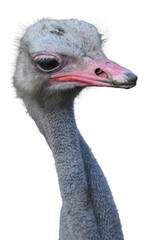 close up of a ostrich