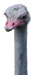 Fotobehang portrait of a ostrich © LemonMyrtle