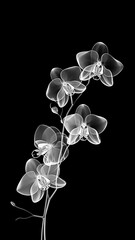White orchid with transparent petals on a black background. Minimalistic flower in x-ray style. Black and white illustration.