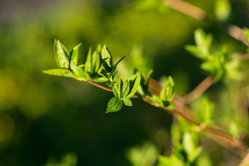 Spring nature  branch with small young leaves close up