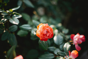 花の中を歩く蟻