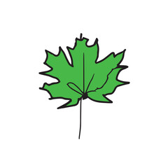 vector maple leaf isolated