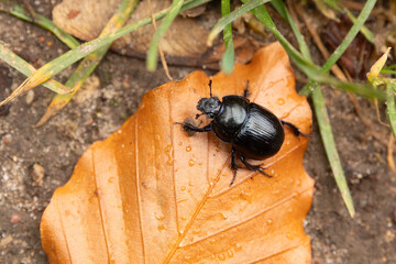 Mistkäfer auf dem Waldboden - Draufsicht