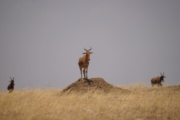 african wildlife, hartebeests, antelopes