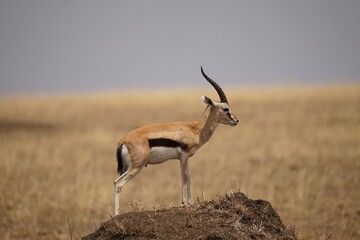 african wildlife, Thompson gazelle, termite mound