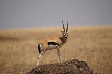 african wildlife, Thompson gazelle, termite mound