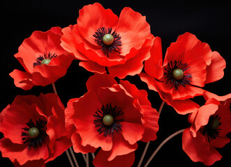 Vibrant Red Poppy Blossom in a Lush Green Garden: Captivating Beauty of Nature's Colorful Flora