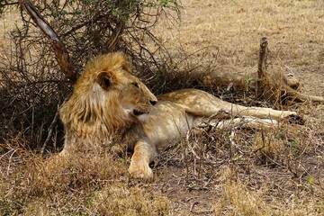 african wildlife, male lion
