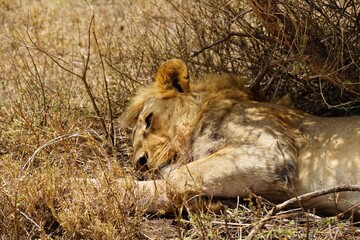 african wildlife, male lion