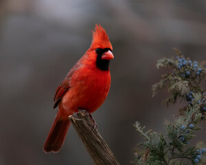 red cardinal on perch
