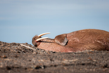 shot of The walrus (Odobenus rosmarus) lying down enjoying a sunny day and basking on the sun and...