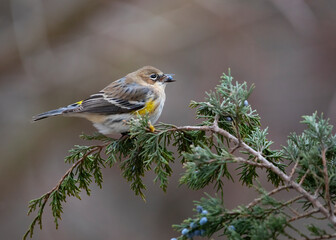 warbler with berry