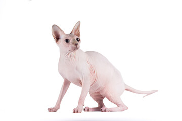 sphinx cat on a white background