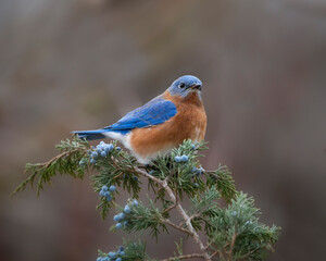 bluebird on cedar branch