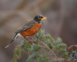 robin with berry