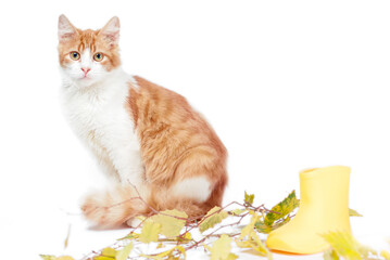 Red mongrel tabby cat with a fluffy tail with autumn leaves and rubber boots on a white background